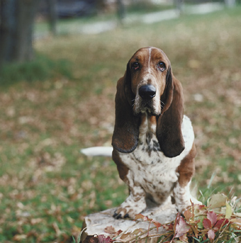 France's little animal kingdom - pet food market - Statistical Data Included